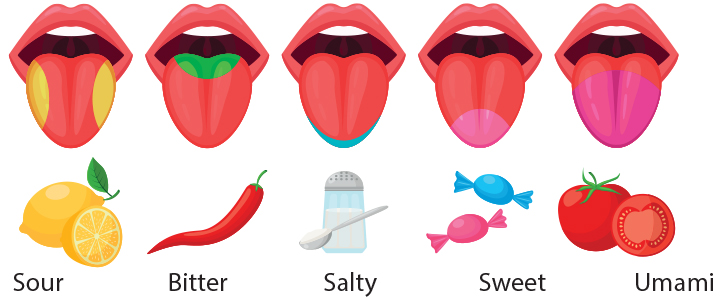 How does the human tongue help in experiencing taste?