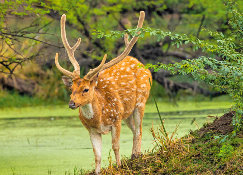 Habitats of India - A Manmade Habitat