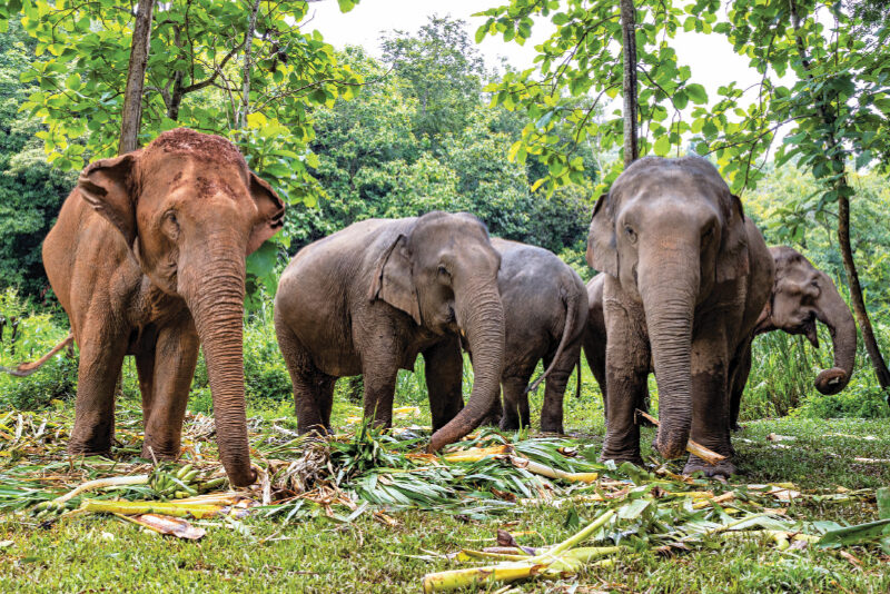 Habitats of India: A Manmade Habitat