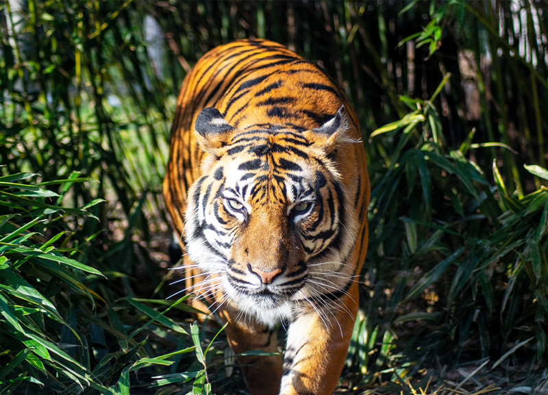 10 Things to Learn from Jim Corbett