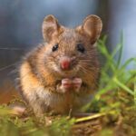 Mice Perform CPR - News for Kids