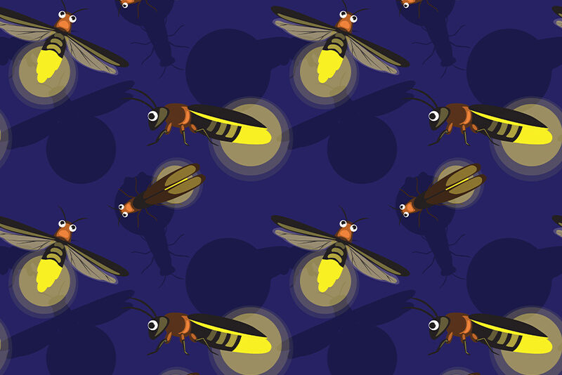 Fire Flies