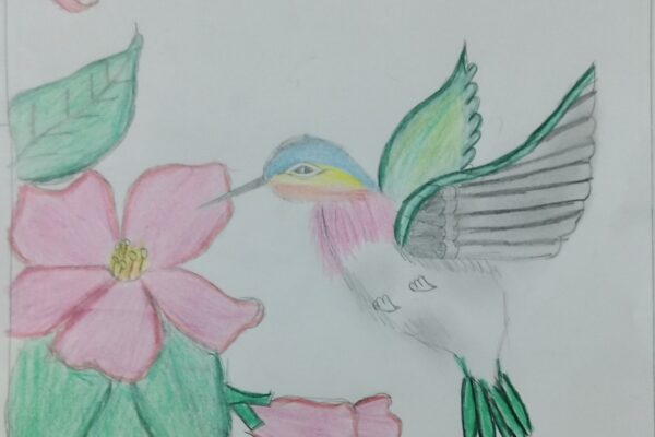 A Humming bird
