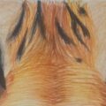 Pencil Colour Tiger