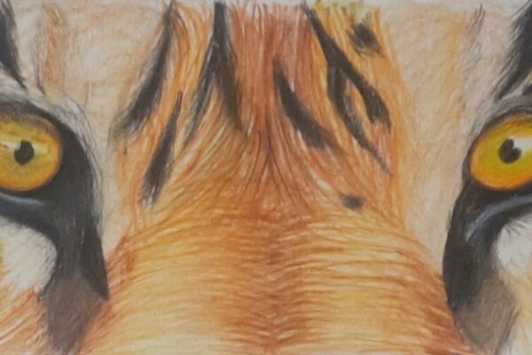 Pencil Colour Tiger