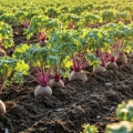 Beetroot