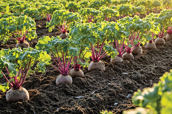 Beetroot