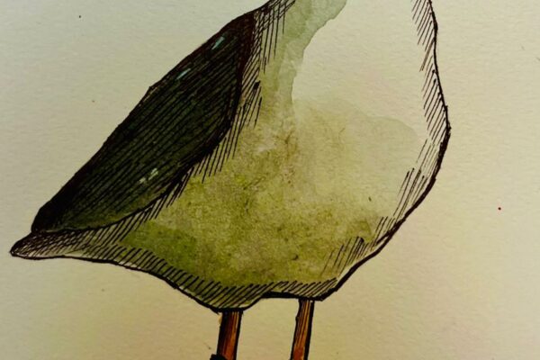 Birdy