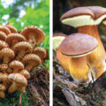 Fungi Species in Danger
