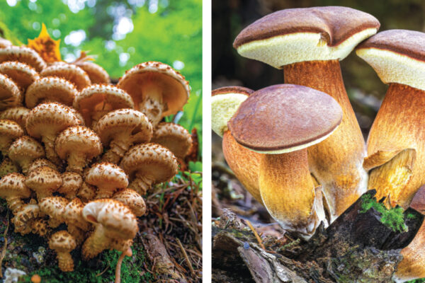 Fungi Species in Danger