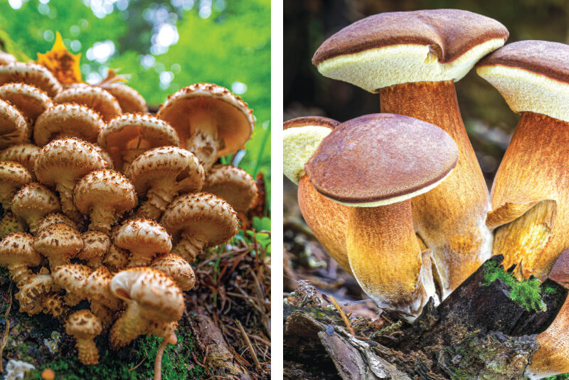 Fungi Species in Danger