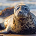 Grey Seals’ Unique Ability