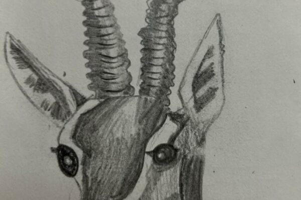 Antelope in the Wild