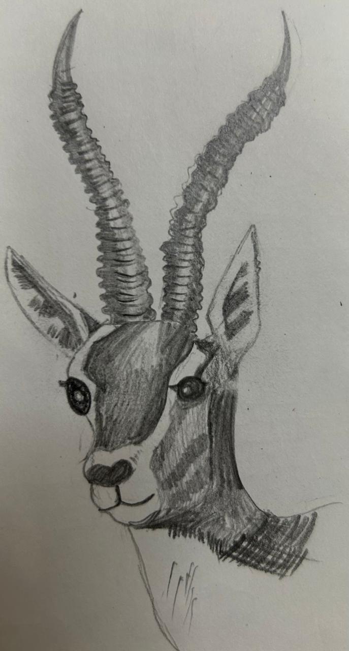 Antelope in the Wild