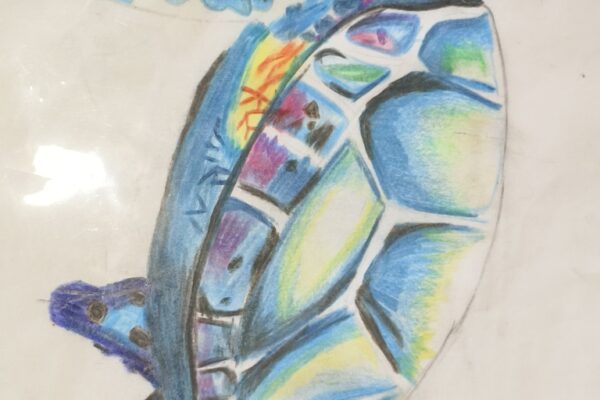 Turtle