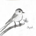 Free Bird