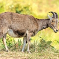Nilgiri Tahr Census Conducted 