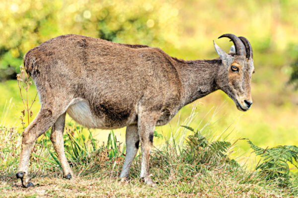 Nilgiri Tahr Census Conducted 