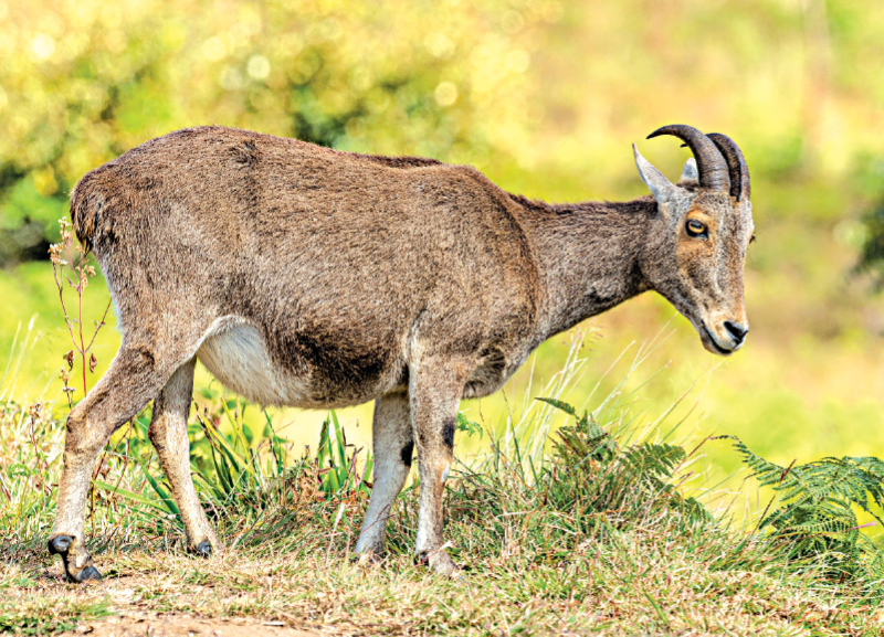 Nilgiri Tahr Census Conducted 