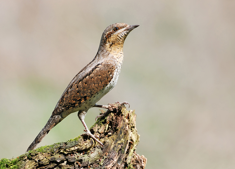 Wildlife: The Secret Lives of Birds 