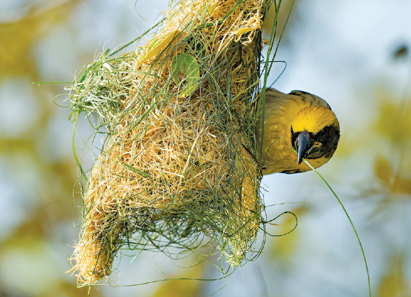 Wildlife: The Secret Lives of Birds 
