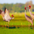 Wildlife: The Secret Lives of Birds 