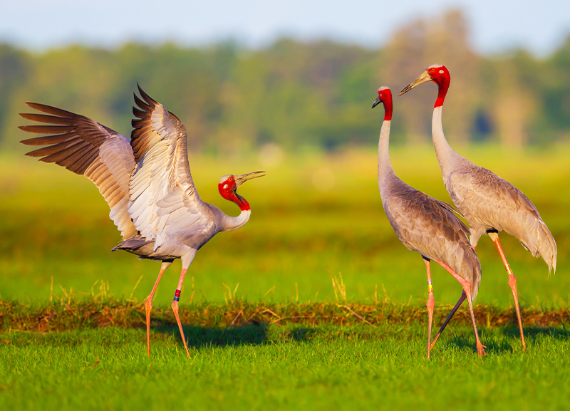Wildlife: The Secret Lives of Birds