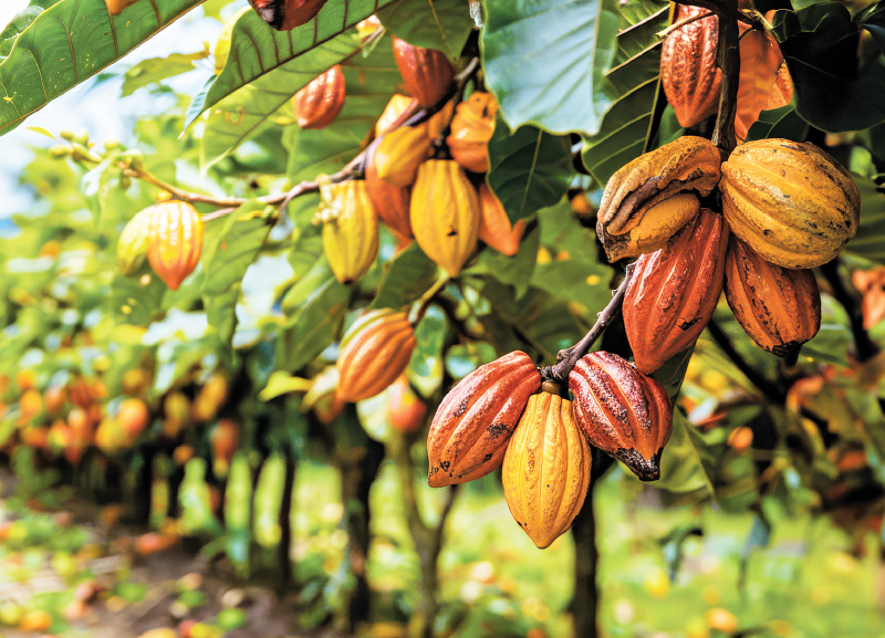 Cocoa