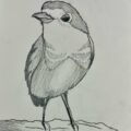 American Robin