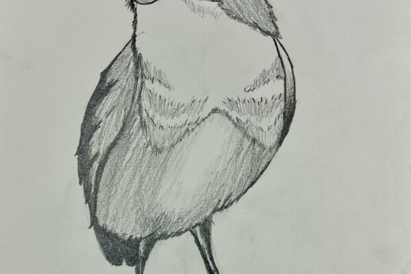 American Robin