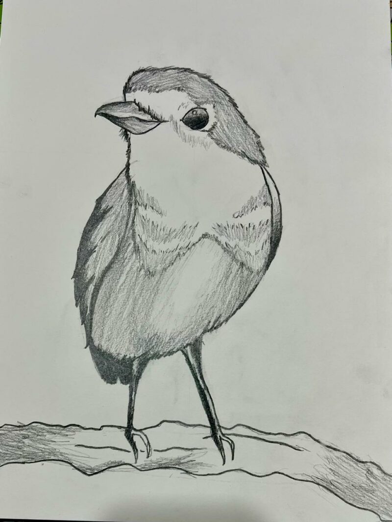 American Robin