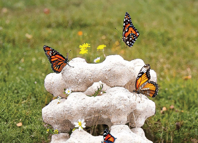 Eco-friendly Butterfly Nest