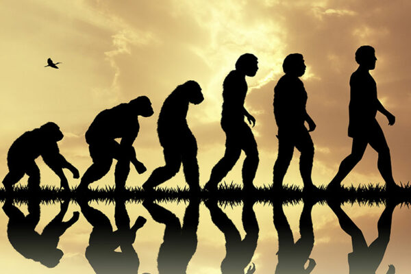 What is the Theory of Evolution? 