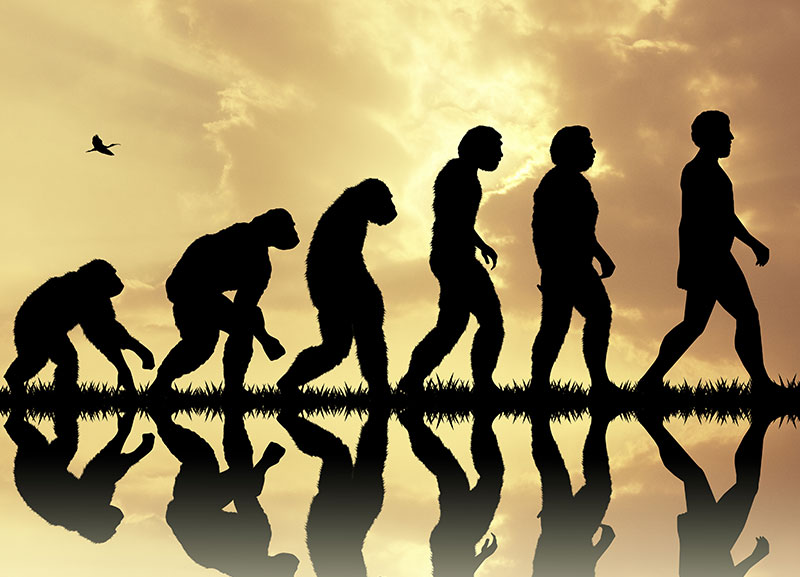 What is the Theory of Evolution? 
