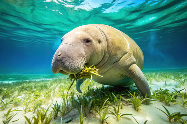 Wildlife: Mammals of the Watery World 