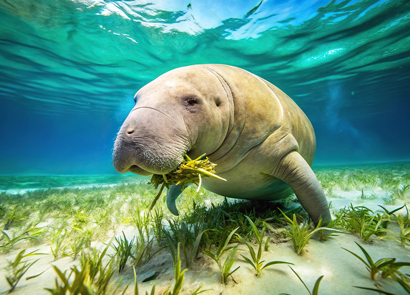 Wildlife: Mammals of the Watery World