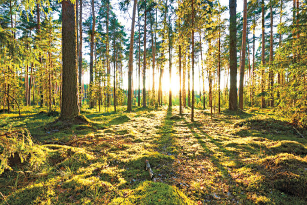 Forests: Our Lifeline