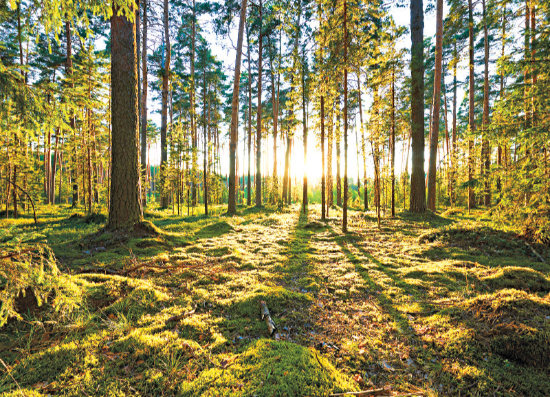 Forests: Our Lifeline