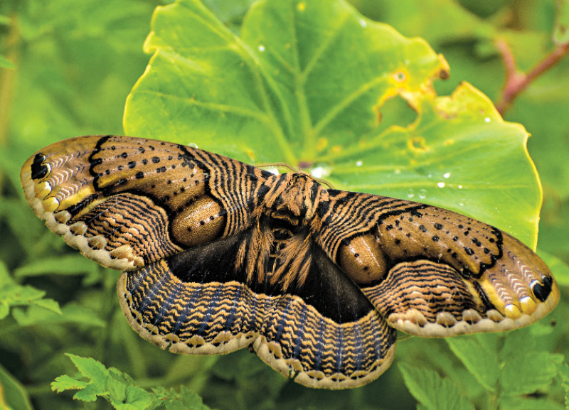 Insects: Nature’s Most Overlooked Gift 