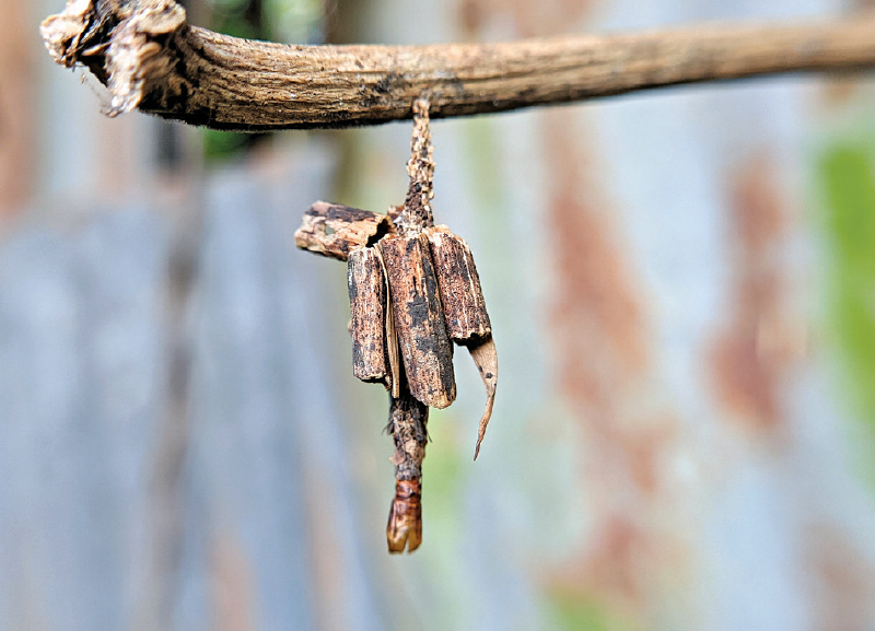 Insects: Nature’s Most Overlooked Gift 