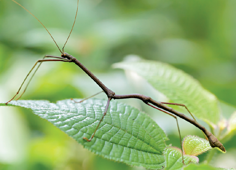 Insects: Nature’s Most Overlooked Gift 