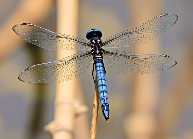Insects: Nature’s Most Overlooked Gift 