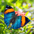 Insects: Nature’s Most Overlooked Gift 