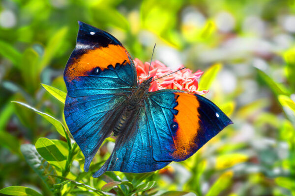 Wildlife: Insects: Nature’s Most Overlooked Gift 