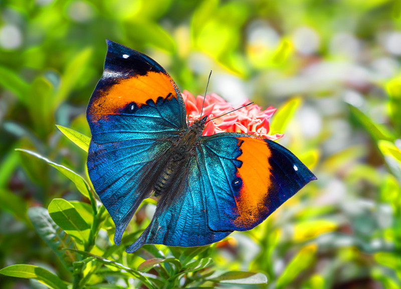 Wildlife: Insects: Nature’s Most Overlooked Gift 