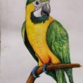 Parrot Portrait