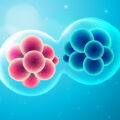 The First Cell vs Cell Theory