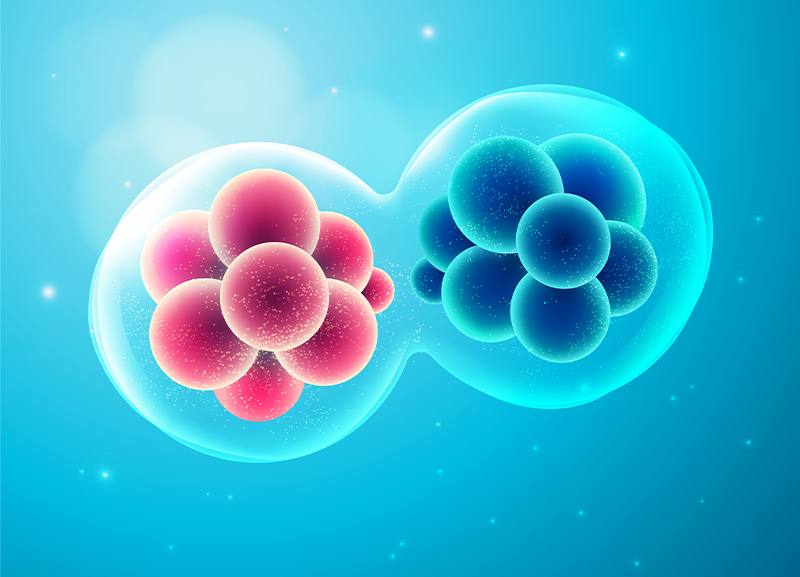 The First Cell vs Cell Theory