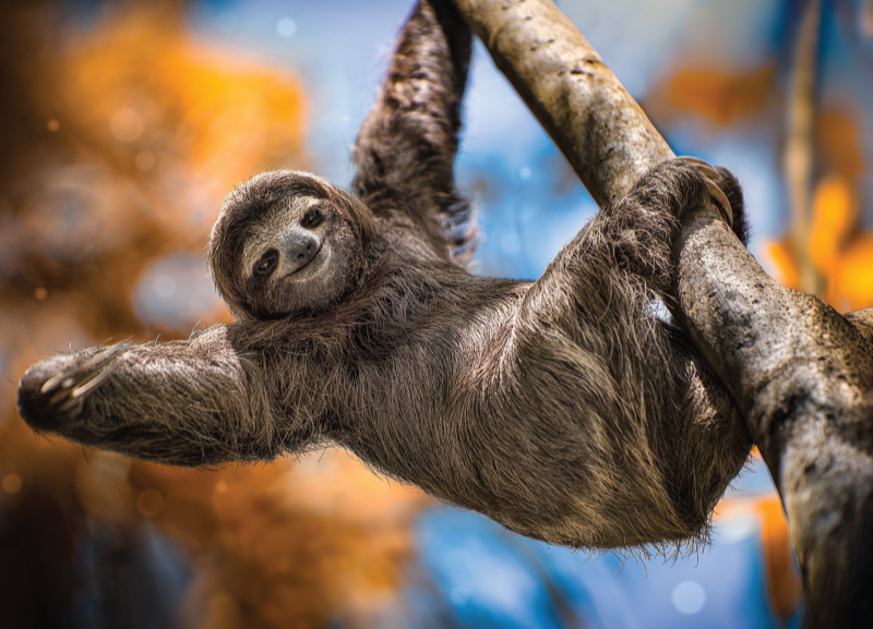 Study on Sloths