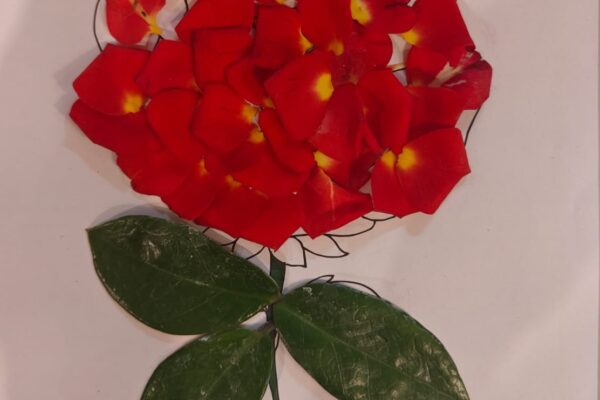 Rose: The Flower